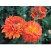 Саженец среднецветковой хризантемы Пектораль  (Pectoral) (Оранжевая )
