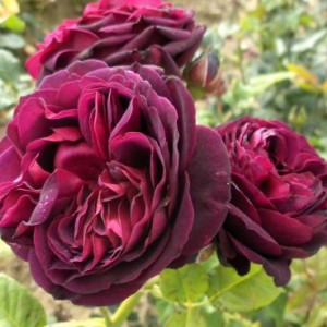 Саженец парковой розы Астрид Графин