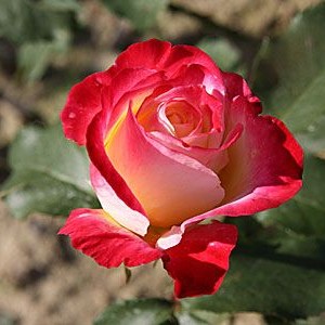 Роза Биколетте(чайно-гибридная)