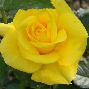 Саженец чайно-гибридной розы Фрезия