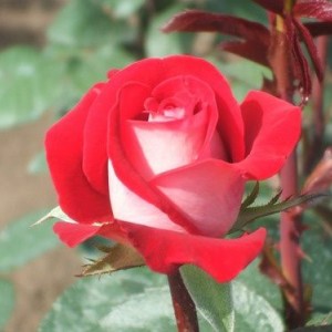 Саженец чайно-гибридной розы Латин Леди