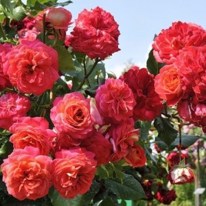 Саженец розы флорибунды Мидсамэ