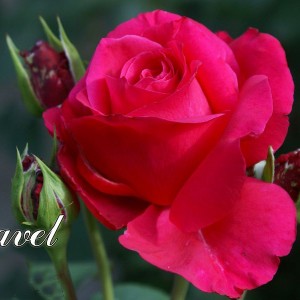 Саженец чайно-гибридной розы Равель (Ravel)