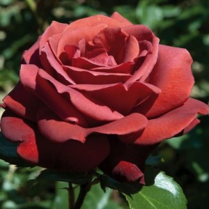 Роза Шоколатина(чайно-гибридная)