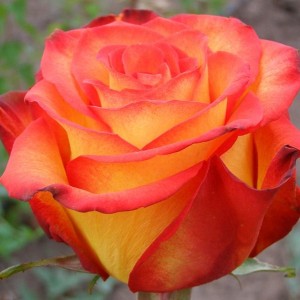 Саженец чайно-гибридной розы Циркус