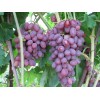 Саженец винограда Румба (Ранний/Розовый)