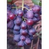 Саженец винограда Заря Несвятая (Ранний/Фиолетовый)