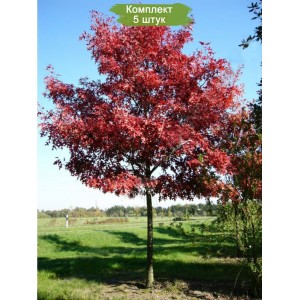 Саженцы дуба Красный от 150 см -  5 шт.