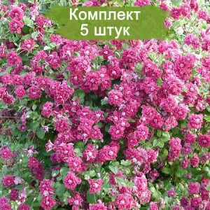 Комплект 5шт / Клематис Пурпуреа Плена Элеганс мелкоцветковый