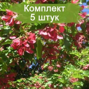 Комплект 5шт / Клён татарский ( до 50 см. )