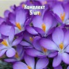 Комплект 5шт / Крокус Томазини Вайтвелл Пёрпл