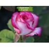 Саженцы чайно-гибридной розы Белла Вита (Bella Vita) -  5 шт.