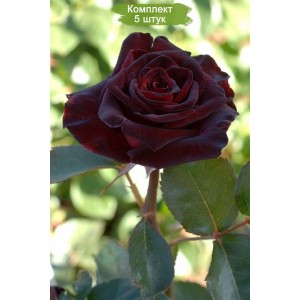 Саженцы чайно-гибридной розы Блэк Баккара (Black Bakkara) -  5 шт.