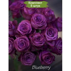 Саженцы чайно-гибридной розы Блуберри (Blueberry) -  5 шт.