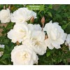 Саженцы полиантовой розы Диадэм Уайт (Diadem White) -  5 шт.