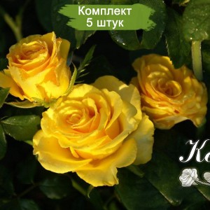 Саженцы чайно-гибридной розы Керио (Kerio) -  5 шт.