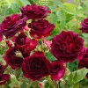 Саженцы парковой розы Манстед Вуд (Munstead Wood) -  5 шт.