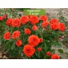 Саженцы чайно-гибридной розы Оранж Бейби (Baby Orange) -  5 шт.