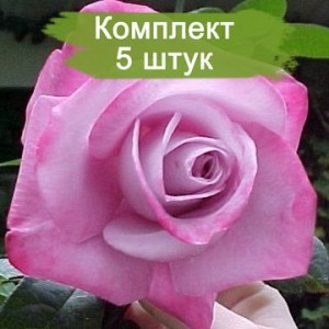 Саженцы чайно-гибридной розы Пинк Парадайз (Pink Paradise) -  5 шт.