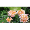 Саженцы розы флорибунды Раффлс (Ruffles) -  5 шт.