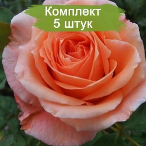 Комплект 5шт / Роза Сусанна(чайно-гибридная)