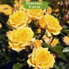 Саженцы миниатюрной розы Йеллоу Клементин (Yellow Clementine) -  5 шт.