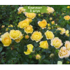 Саженцы почвопокровной розы Yellow Fairy (Еллоу Фейри) -  5 шт.