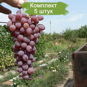 Саженцы винограда Аксайский - Кишмиш (Ранний/Розовый) -  5 шт.