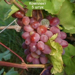 Саженцы винограда Азалия (Ранний/Розовый) -  5 шт.