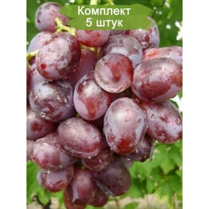 Саженцы винограда Низина (Ранний/Фиолетовый) -  5 шт.
