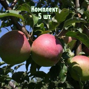 Комплект 5шт / Яблоня Сергиана