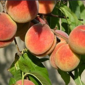 Персик Джаминат