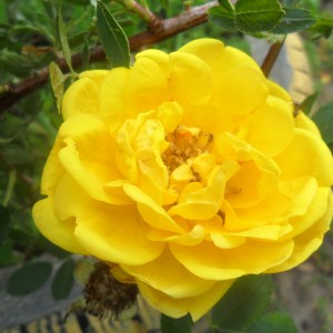 Роза Пимпринэль (кустовая)