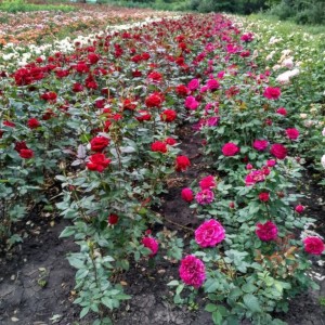 Саженцы розы оптом (от 500 шт.)