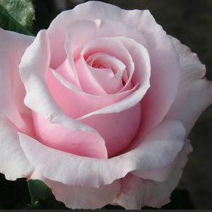 Саженец чайно-гибридной розы Невеста