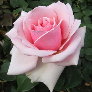 Роза Панама(чайно-гибридная)