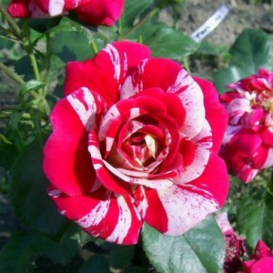 Саженец плетистой розы Твист