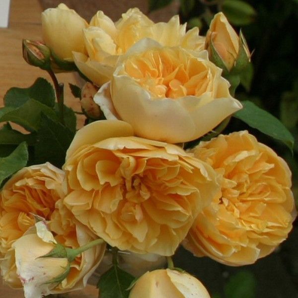 Саженец плетистой розы Золотое руно: фото и описание